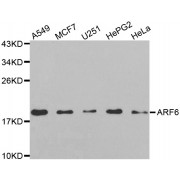 Western blot analysis of extracts of various cell lines, using ARF6 antibody (abx002266) at 1:250 dilution.