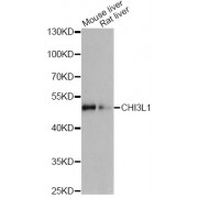 Western blot analysis of extracts of various cell lines, using CHI3L1 antibody (abx002269) at 1/1000 dilution.