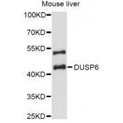 Western blot analysis of extracts of mouse liver, using DUSP6 antibody (abx002274) at 1:3000 dilution.