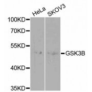 Western blot analysis of extracts of various cell lines, using GSK3B antibody (abx002277) at 1/1000 dilution.