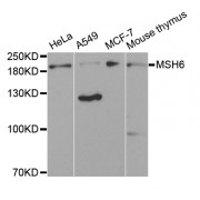 Western blot analysis of extracts of various cell lines, using MSH6 antibody (abx002279) at 1:300 dilution.