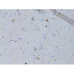 Pro-Neuropeptide Y (NPY) Antibody