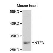 Western blot analysis of extracts of mouse heart, using NTF3 antibody (abx002281) at 1:250 dilution.