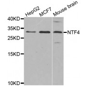 Western blot analysis of extracts of various cell lines, using NTF4 antibody (abx002282) at 1:300 dilution.