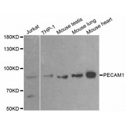 Western blot analysis of extracts of various cell lines, using PECAM1 antibody (abx002283) at 1/500 dilution.