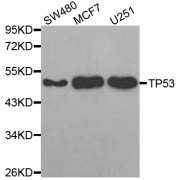 Western blot analysis of extracts of various cell lines, using TP53 antibody (abx002285) at 1:300 dilution.