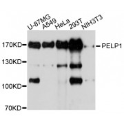 Western blot analysis of extracts of various cell lines, using PELP1 antibody (abx002289) at 1/1000 dilution.
