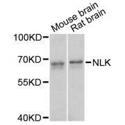 Western blot analysis of extracts of various cell lines, using NLK antibody (abx002290) at 1/1000 dilution.
