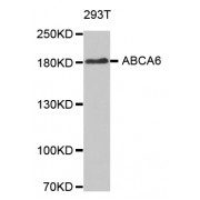 Western blot analysis of extracts of 293T cells, using ABCA6 antibody (abx002291).