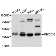 Western blot analysis of extracts of various cell lines, using FBXO32 antibody (abx002293) at 1/1000 dilution.