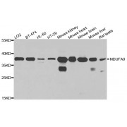 Western blot analysis of extracts of various cell lines, using NDUFA9 antibody (abx002295) at 1/1000 dilution.