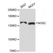 Western blot analysis of extracts of various cell lines, using NOS2 antibody (abx002297) at 1/1000 dilution.