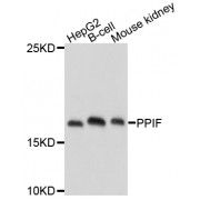 Western blot analysis of extracts of various cell lines, using PPIF antibody (abx002302) at 1/1000 dilution.