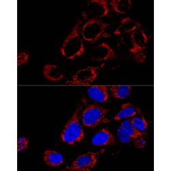Mitochondrial Import Receptor Subunit TOM40 Homolog (TOMM40) Antibody