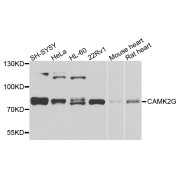 Western blot analysis of extracts of various cell lines, using CAMK2G antibody (abx002317) at 1/1000 dilution.