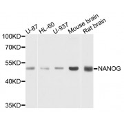 Western blot analysis of extracts of various cell lines, using NANOG antibody (abx002318) at 1/1000 dilution.