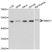 Western blot analysis of extracts of various cell lines, using RBM17 antibody (abx002321) at 1/1000 dilution.