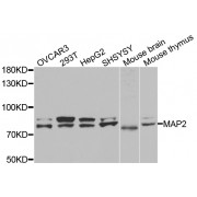 Western blot analysis of extracts of various cell lines, using Map2 antibody (abx002330) at 1:400 dilution.