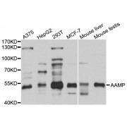 Western blot analysis of extracts of various cell lines, using AAMP antibody (abx002332) at 1/1000 dilution.