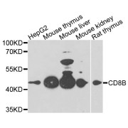 Western blot analysis of extracts of various cell lines, using CD8B antibody (abx002335) at 1/1000 dilution.