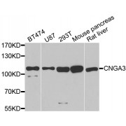 Western blot analysis of extracts of various cell lines, using CNGA3 antibody (abx002337) at 1/1000 dilution.