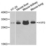 Western blot analysis of extracts of various cell lines, using H1F0 antibody (abx002346) at 1/1000 dilution.