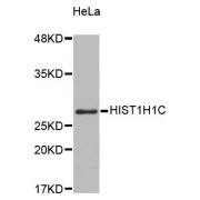 Western blot analysis of extracts of HeLa cells, using HIST1H1C antibody (abx002347).