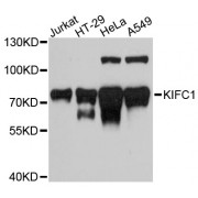 Western blot analysis of extracts of various cell lines, using KIFC1 antibody (abx002351) at 1:3000 dilution.