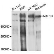 Western blot analysis of extracts of various cell lines, using MAP1B antibody (abx002352) at 1/1000 dilution.