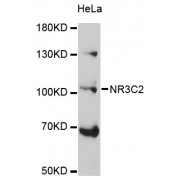 Western blot analysis of extracts of HeLa cells, using NR3C2 antibody (abx002355) at 1:3000 dilution.