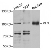 Western blot analysis of extracts of various cell lines, using PLG antibody (abx002365) at 1/1000 dilution.