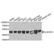 Western blot analysis of extracts of various cell lines, using UQCRC1 antibody (abx002384) at 1/1000 dilution.