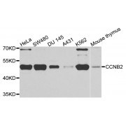 Western blot analysis of extracts of various cell lines, using CCNB2 antibody (abx002391) at 1/1000 dilution.