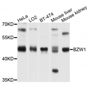Western blot analysis of extracts of various cell lines, using BZW1 antibody (abx002399) at 1/1000 dilution.