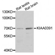 Western blot analysis of extracts of various cell lines, using KIAA0391 antibody (abx002400) at 1/1000 dilution.