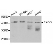 Western blot analysis of extracts of various cell lines, using EXOG antibody (abx002404) at 1/1000 dilution.