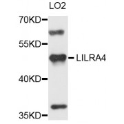 Western blot analysis of extracts of LO2 cells, using LILRA4 antibody (abx002430) at 1/1000 dilution.