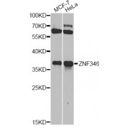 Western blot analysis of extracts of various cell lines, using ZNF346 antibody (abx002431) at 1/1000 dilution.