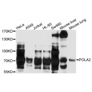 Western blot analysis of extracts of various cell lines, using POLA2 antibody (abx002434) at 1/1000 dilution.