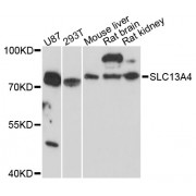 Western blot analysis of extracts of various cell lines, using SLC13A4 antibody (abx002444) at 1:3000 dilution.