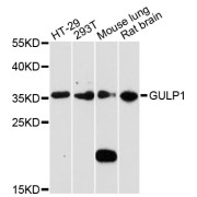 Western blot analysis of extracts of various cell lines, using GULP1 antibody (abx002461) at 1:3000 dilution.