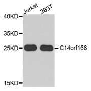 Western blot analysis of extracts of various cell lines, using C14orf166 antibody (abx002465) at 1/1000 dilution.