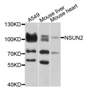 Western blot analysis of extracts of various cell lines, using NSUN2 antibody (abx002471) at 1/1000 dilution.