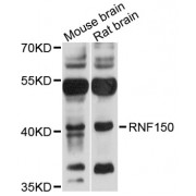 Western blot analysis of extracts of various cell lines, using RNF150 antibody (abx002498) at 1:3000 dilution.
