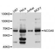 Western blot analysis of extracts of various cell lines, using NCOA5 antibody (abx002501) at 1:3000 dilution.