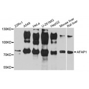 Western blot analysis of extracts of various cell lines, using AFAP1 antibody (abx002502) at 1/1000 dilution.