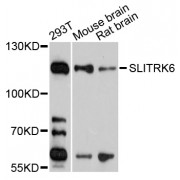 Western blot analysis of extracts of various cell lines, using SLITRK6 antibody (abx002537) at 1/1000 dilution.
