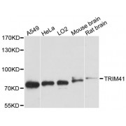 Western blot analysis of extracts of various cell lines, using TRIM41 antibody (abx002551) at 1:3000 dilution.