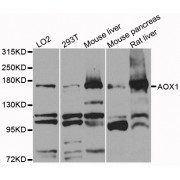 Western blot analysis of extracts of various cell lines, using AOX1 antibody (abx002595) at 1/1000 dilution.
