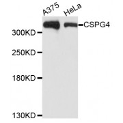 Western blot analysis of extracts of various cell lines, using CSPG4 antibody (abx002598) at 1/1000 dilution.